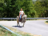 Caballo, Caballos — foto 6