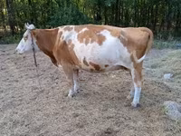 Tehén, Simmental cattle — 7. fotó
