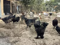 Chickens — الصورة 1