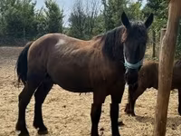 公马, Horses — 照片 5