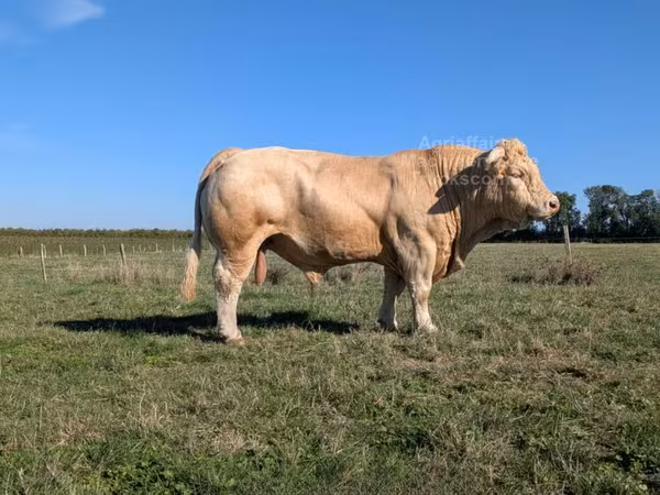Bulle, Charolais cattle