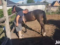Stute, Dutch warmblood horse — Foto 3