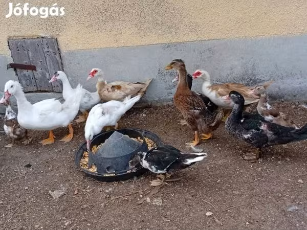 Ducks