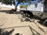 Beran, Ovce — foto 5