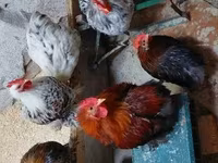 Pekin Bantam — 6. fotó