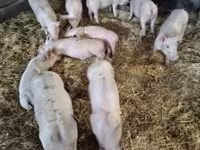 Świnie (partia, płeć nieokreślona) — zdjęcie 2