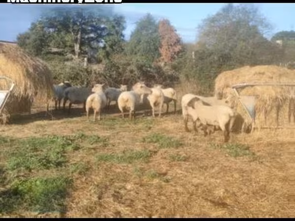 Schaf, Vendee sheep