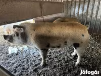 Boar, Pigs — photo 2
