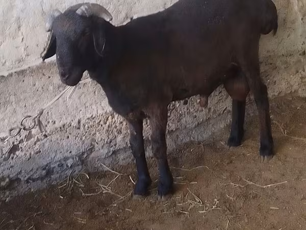 Ovelha, Ovelhas