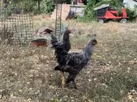 Chickens — foto 4