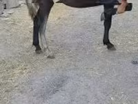 घोड़ी, घोड़े — फ़ोटो 4