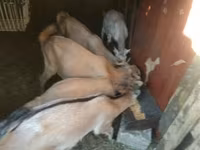 母山羊, Goats — 照片 4