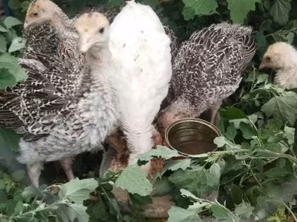 Turkeys
