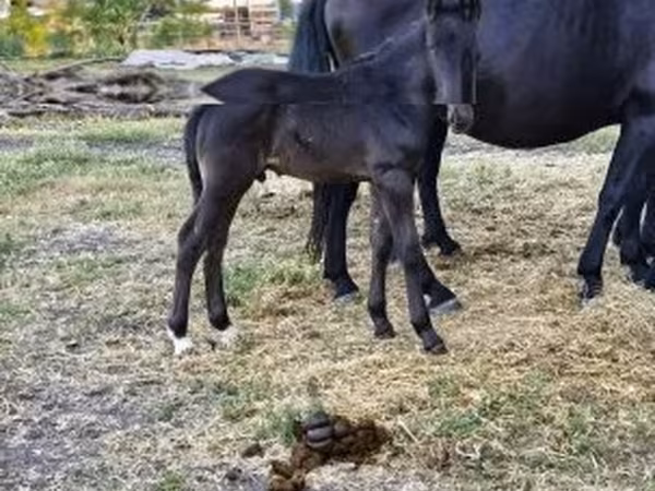母马, Horses