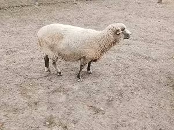 Ovce, Ovce — Maďarsko
