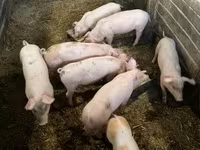 Pigs (batch, sex not specified), Крупная белая — photo 1