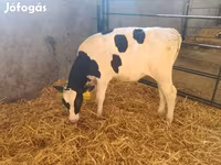 Bulle, Holstein-Rasse — Foto 4