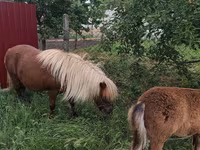 Mare, Australian Pony — photo 5