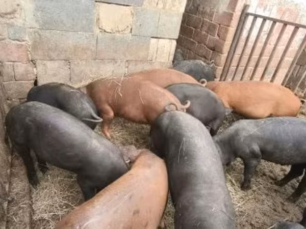 Boar, Pigs — Hungary
