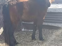 Hing, Mugalzhar horse — 2. fotó