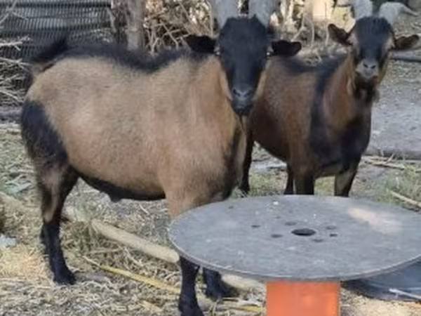 Bak, Kecskék — Magyarország