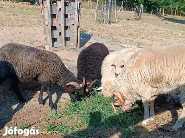 Kos, Juhok — Magyarország