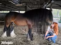 Hengst, Gypsy horse — Foto 4