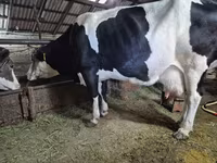 Vaca, Russian Black pied cattle — foto 4
