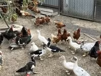 Ducks — 2-сурет