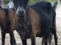Nőstény kecske, Alpine goat — 6. fotó