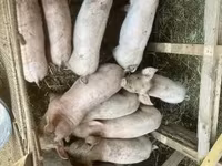 Pigs (batch, sex not specified), Pigs — photo 3