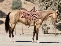 Hing, Quarter Horse — 3. fotó