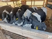 ثور, Russian Black pied cattle — الصورة 6