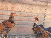 ياباني بانتام — الصورة 5