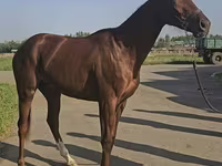 Jument, Thoroughbred horse — photo 3