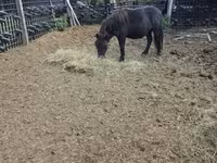 公马, Horses — 照片 1