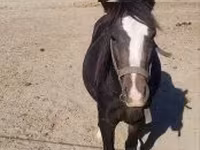 Horse (M), Horses — photo 2