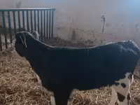 母牛, Simmental cattle — 照片 4