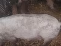 Disznók (tétel, nem megadva), Sertések — 1. fotó