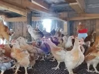 Chickens — الصورة 3