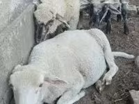 公羊, Tsigai sheep — 照片 3