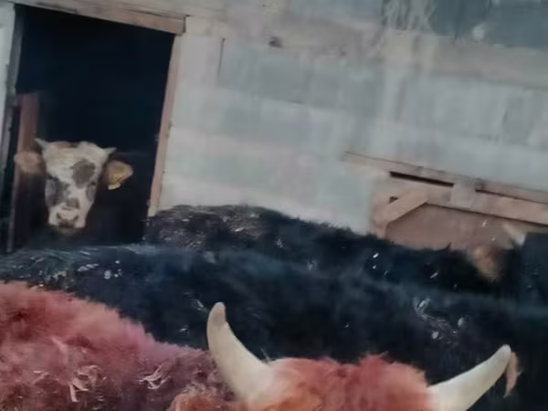 Bika, Swiss cattle
