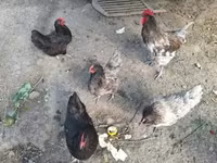 Chickens — photo 5