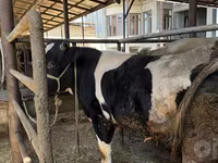 公牛, Russian Black pied cattle — 照片 2
