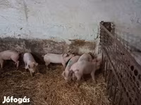 母猪, Pigs — 照片 1