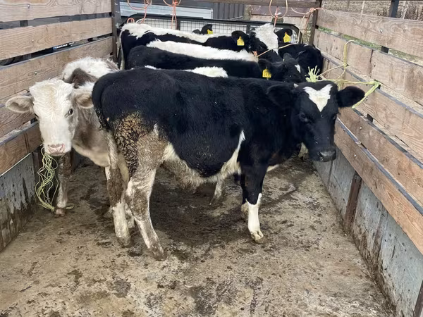 Tehén, Russian Black pied cattle