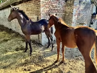 Cavalo, Kisber felver — foto 5