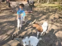 تيس, Dutch Landrace goats — الصورة 1
