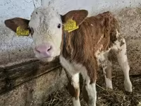 Bull, Simmental cattle — photo 3