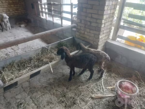 भेड़ें (लॉट, लिंग निर्दिष्ट नहीं), भेड़